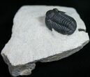 Bumpy Headed Gerastos Trilobite - #11000-3